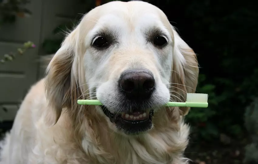 What happens if a dog eats a toothbrush