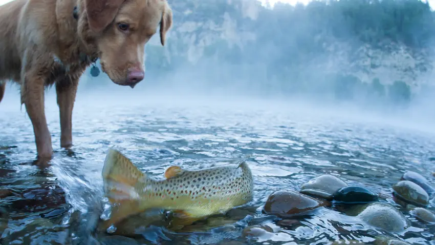 What to do if your dog ate raw trout