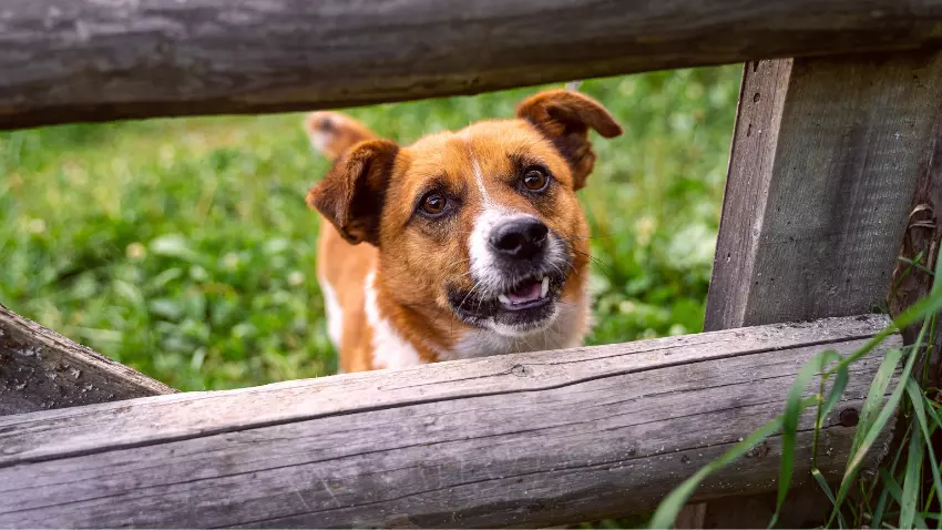 Why do dogs bark at the fence