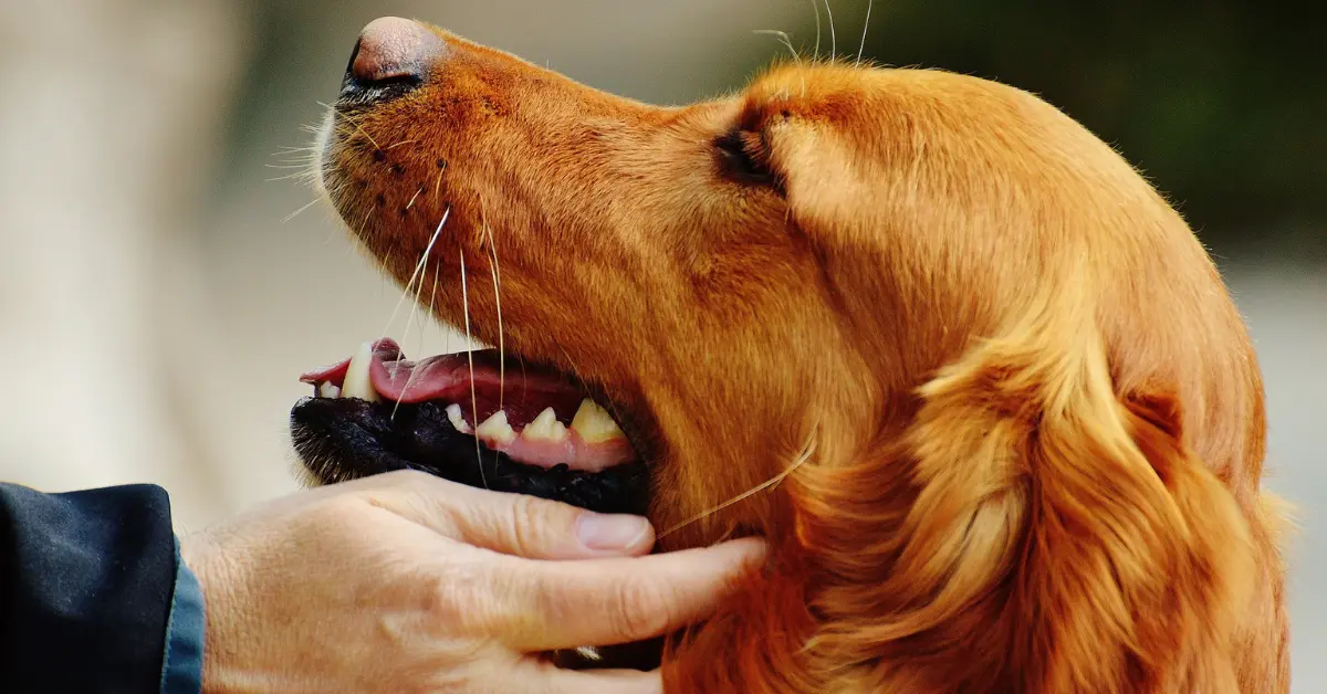 Why Is My Dog Whining After Teeth Cleaning? - PetCosset