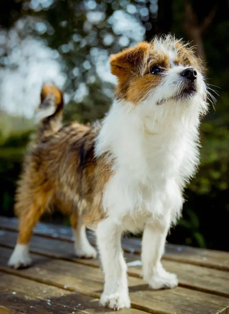 are collies ears naturally tipped