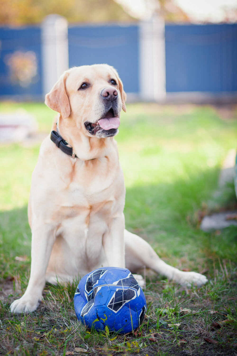 A Simple Way On How To Block Off A Large Crate For A Puppy PetCosset