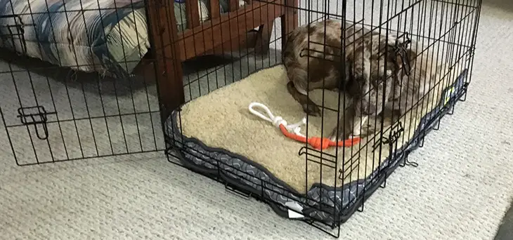Dog Won't Leave Crate