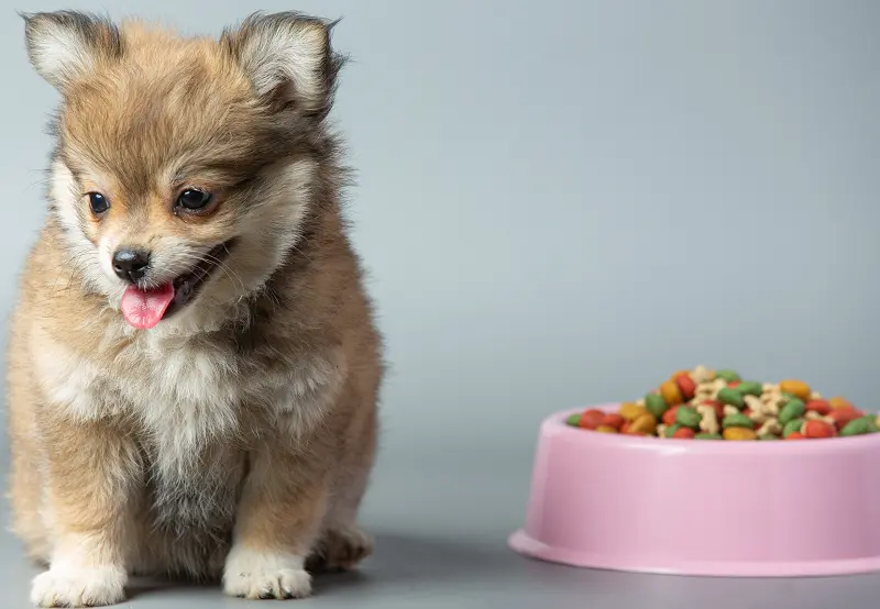 Do dogs get bored with the same food