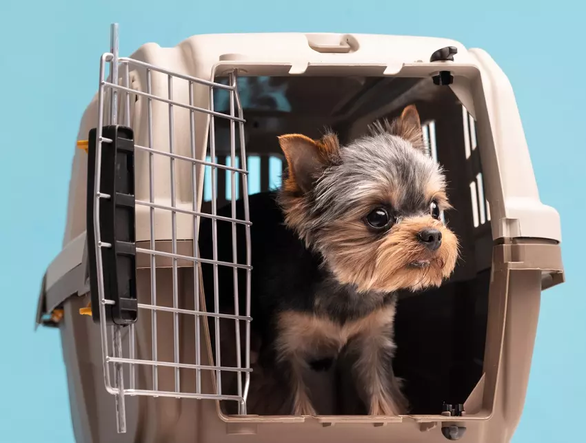 Does crate size matter for your puppy