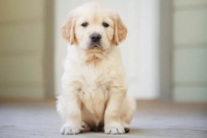 dog floppy ears