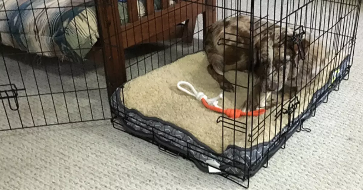 dog won’t leave crate