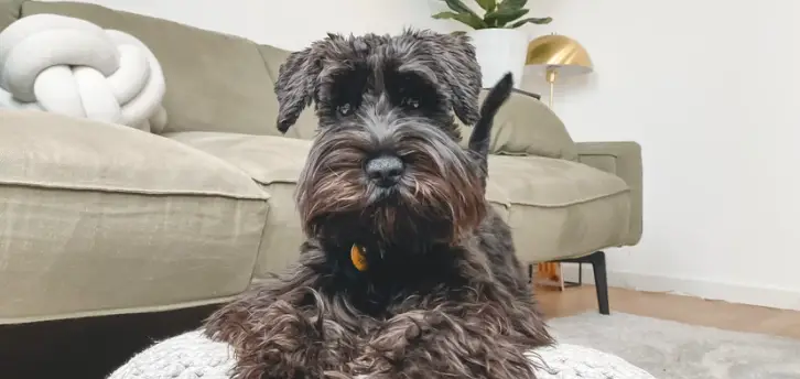 giant schnauzer ear cropping