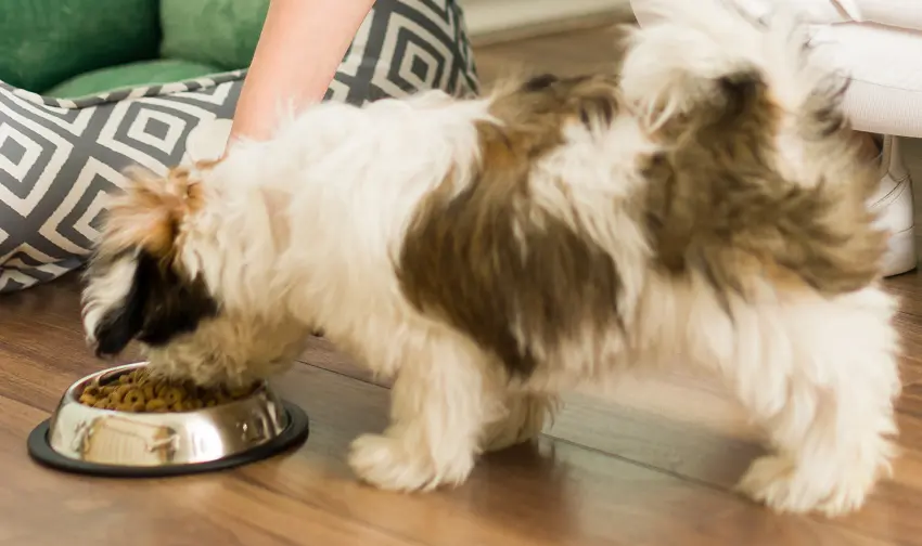 how do you soak dry food for puppies