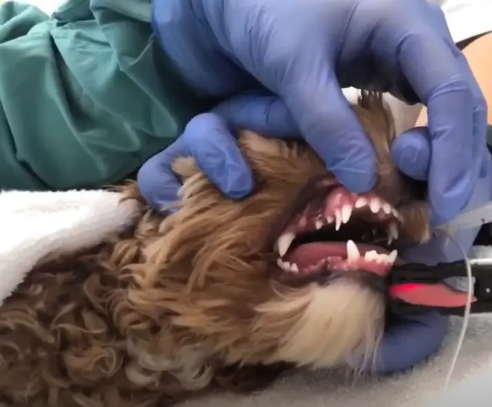 how much does it cost to remove retained puppy teeth