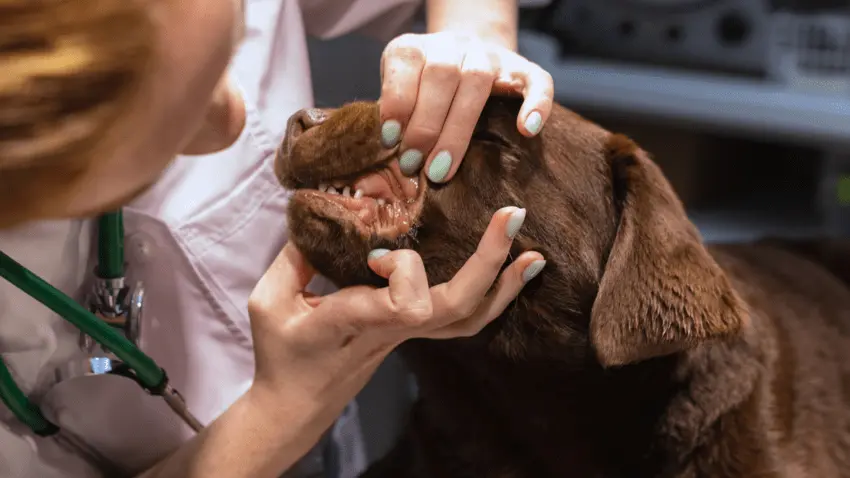 How to prevent tooth discoloration in puppies