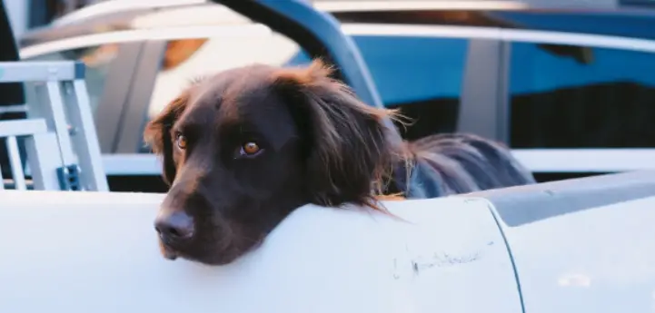 3 Safe Methods on How To Transport A Dog in a Truck Bed