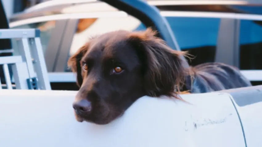 how to transport dog in truck bed