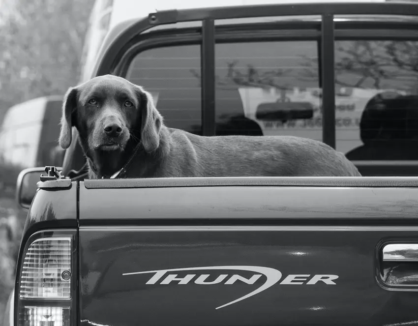 Is it illegal to transport a dog in a truck bed