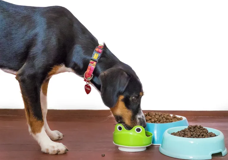Is It Ok To Mix Two Different Brands Of Dog Food Together?