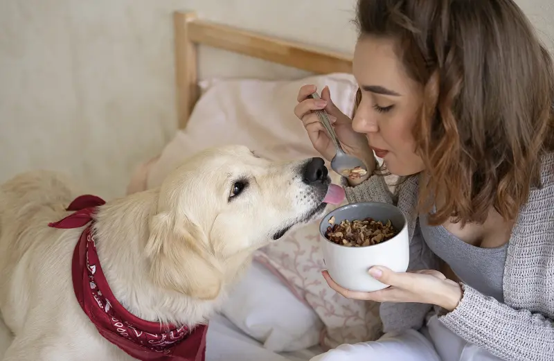 Is it safe to mix two dog food brands