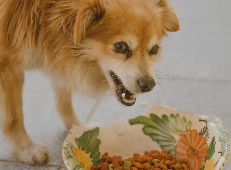 Is It Ok To Mix Two Different Brands Of Dog Food Together?