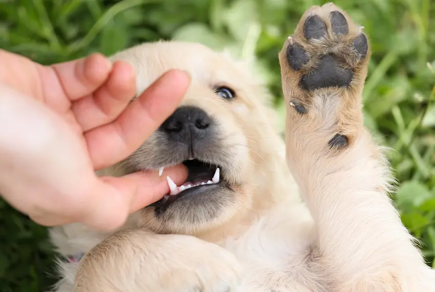 puppy retained teeth