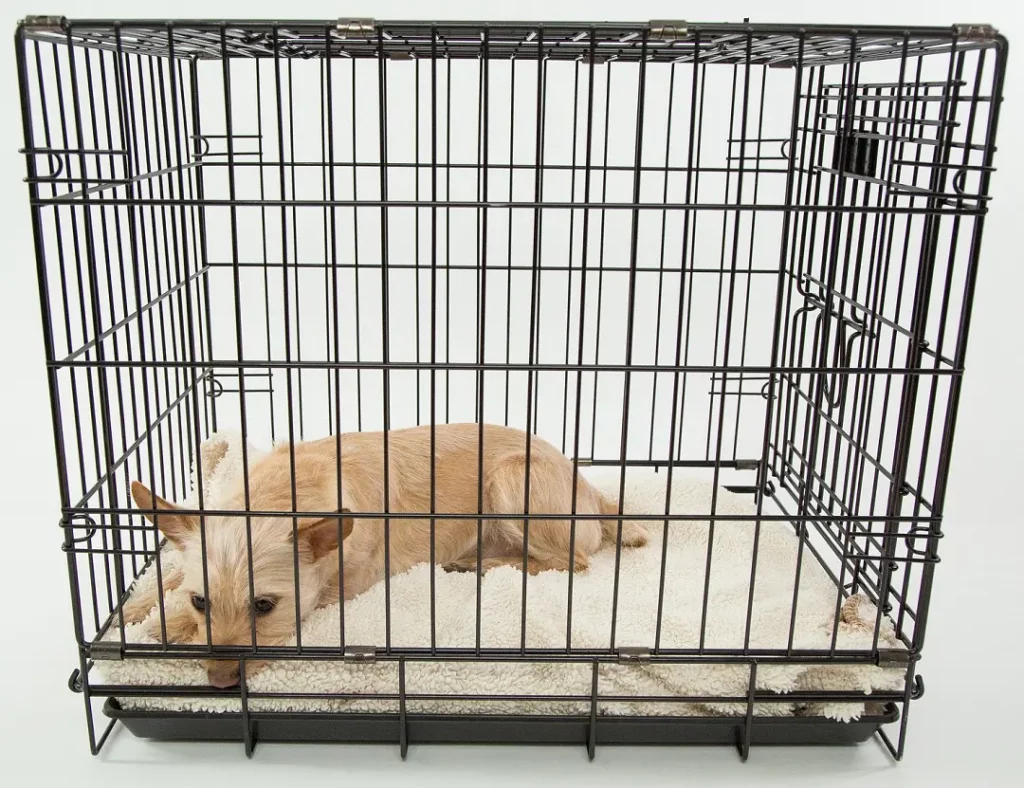 puppy throwing tantrum in crate