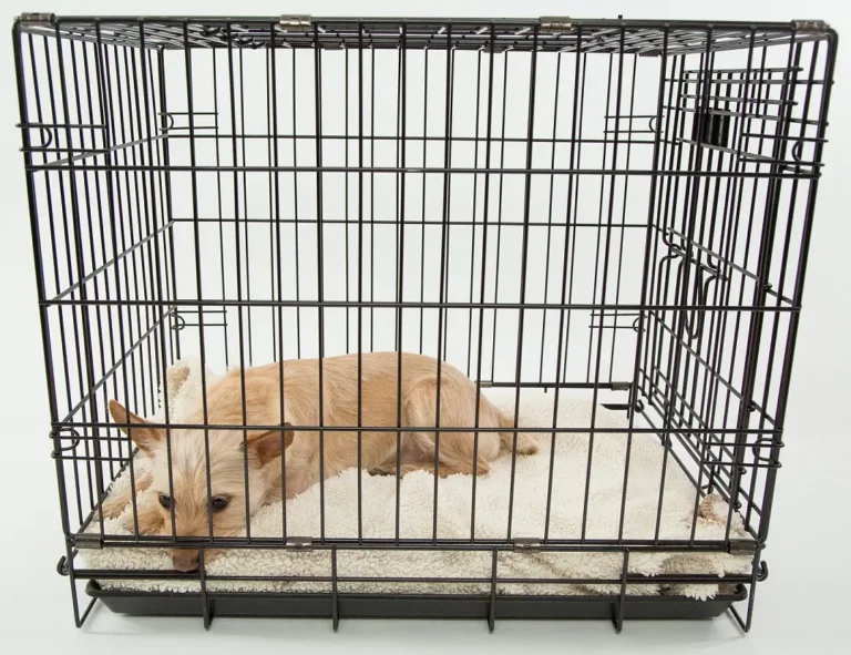 Puppy Throwing Tantrum in Crate? Here’s What You Should Do