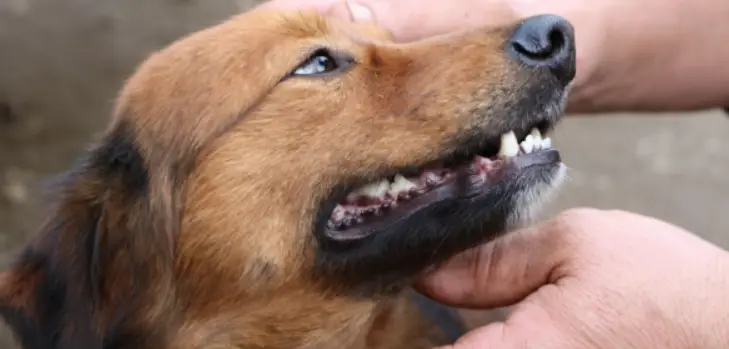 puppy tooth turning black