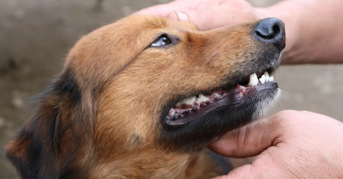 puppy tooth turning black