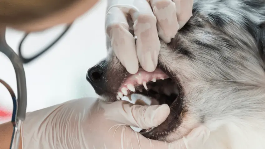 retained puppy teeth