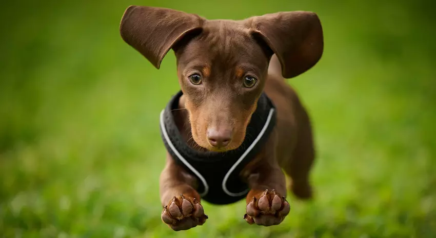 What breeds have naturally floppy ears
why are my dog's ears floppy all of a sudden