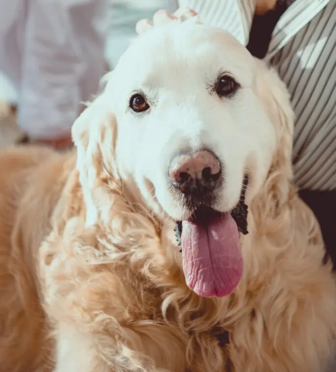 What to do if your pup’s tooth is turning black