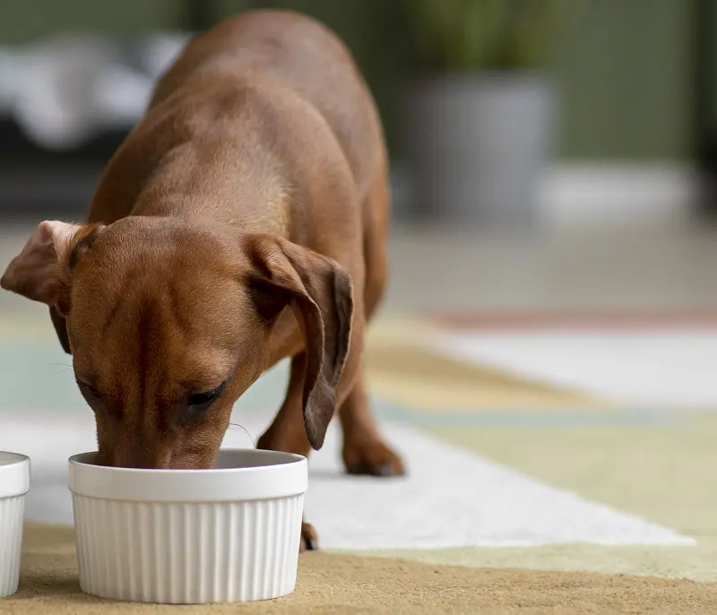 when should i stop wetting my puppies food