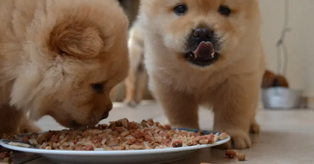 when to stop wetting puppy food