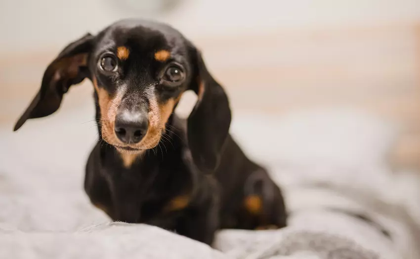 why your dog’s ears are suddenly floppy