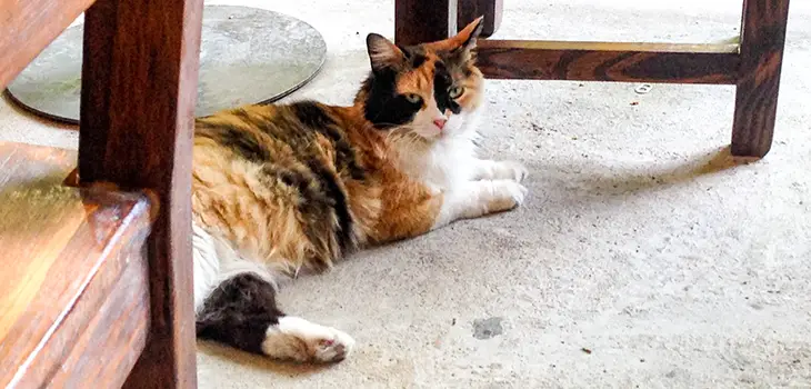 Are Calico Cats Hypoallergenic? Here’s The Answer!