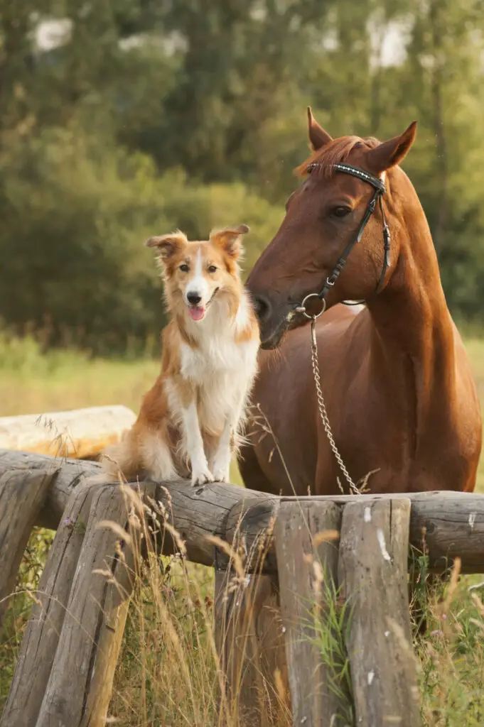 When to transition your dog from crate to bed