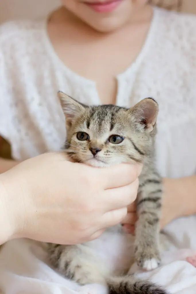 Tips to manage your cat allergy