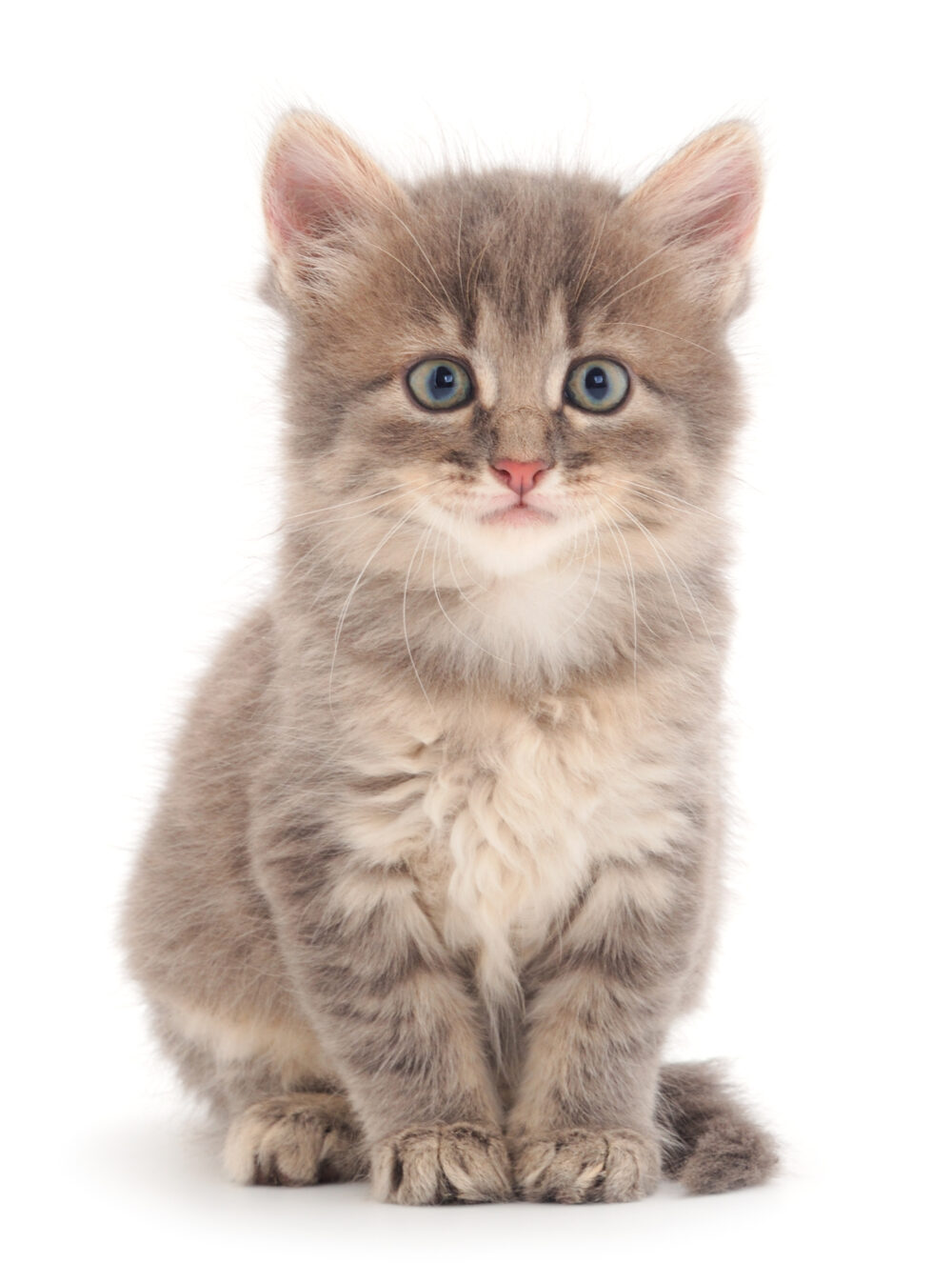 Why Do Cats Shake Their Paws? 5 Possible Reasons