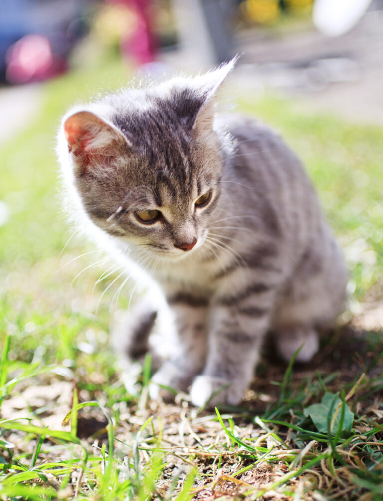 Is Fabuloso Safe For Cats? Read This First!