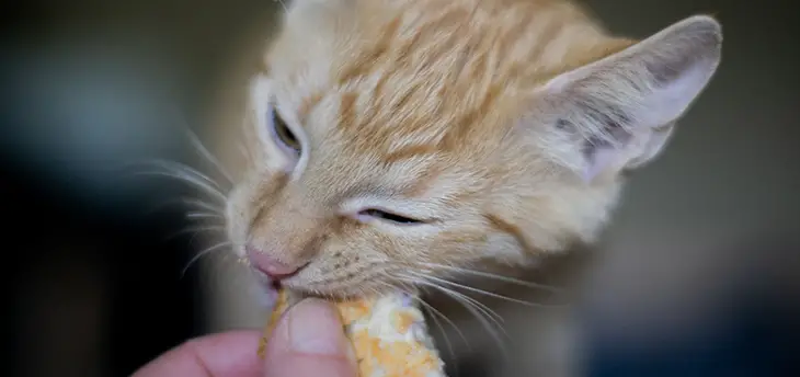 What Do Cats Like To Eat For Breakfast? Here’s The Answer!