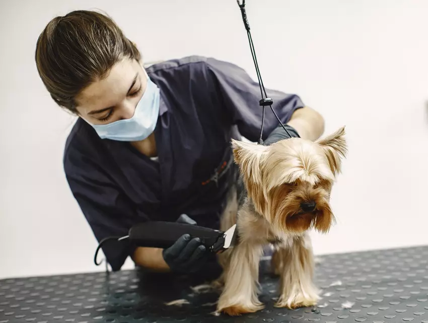 clipping dog hair