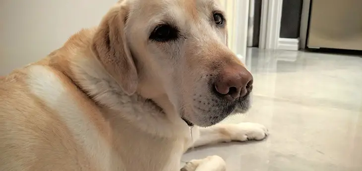 Dog Drooling In Crate