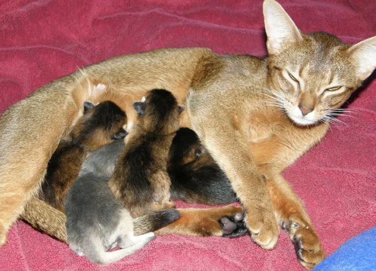 How To Tell If Cat Still Has Kittens Inside: 7 Signs To Look For