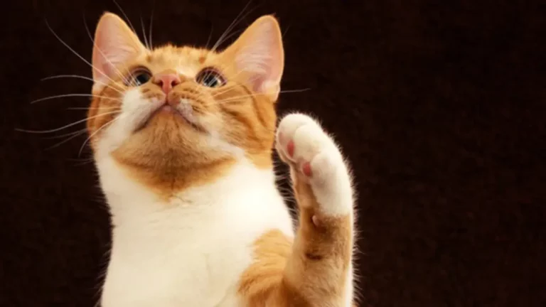 Why Do Cats Shake Their Paws? 5 Possible Reasons