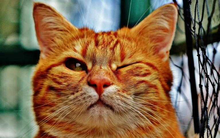 Why Is My Cat Keeping One Eye Closed? 5 Possible Reasons