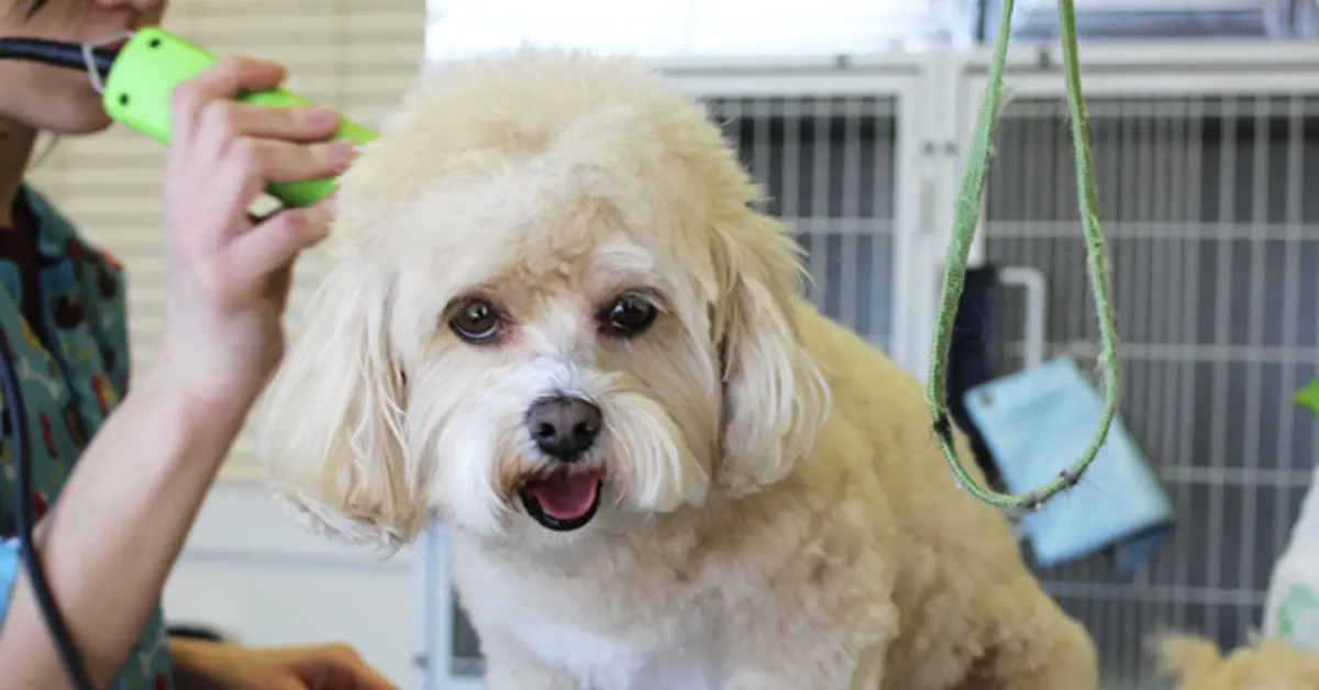 why won’t my clippers cut my dog's hair