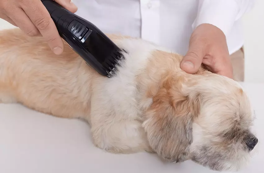 why your clipper won’t cut dog hair