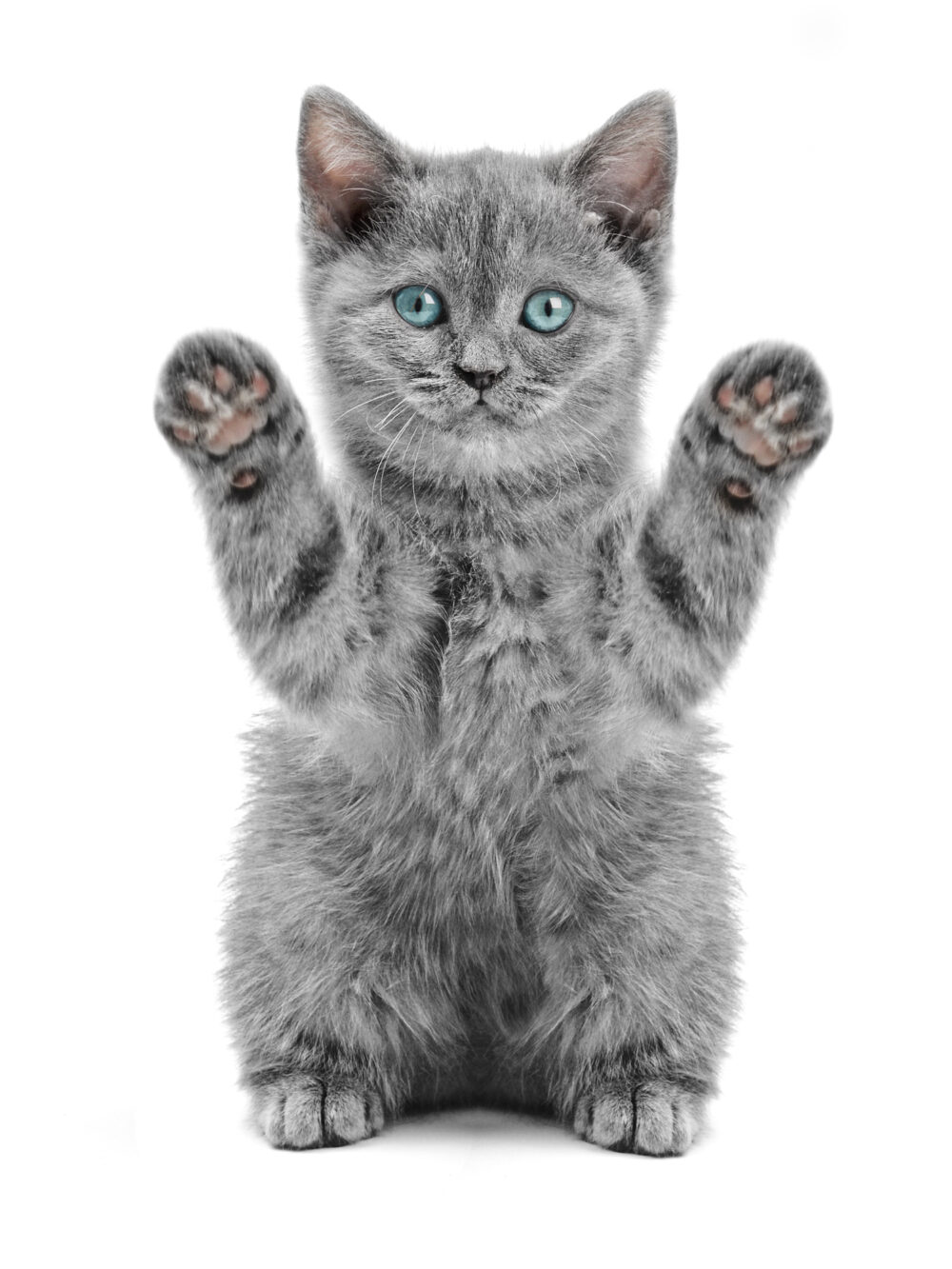 Why Are Cats So Soft? Here Are 5 Fascinating Reasons!