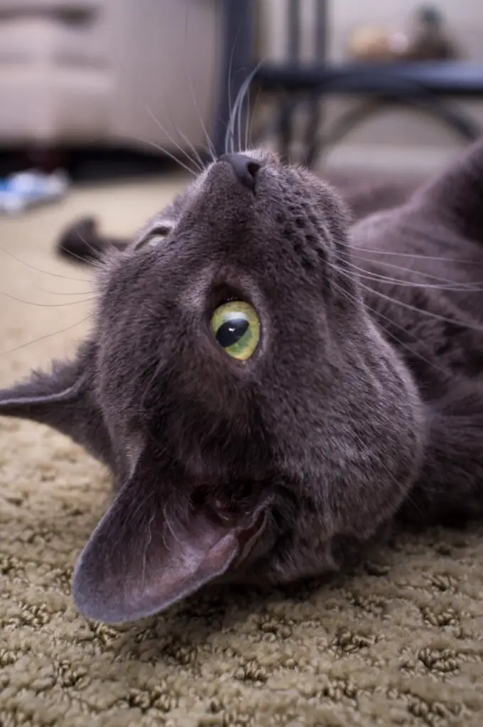 Why Does My Cat Sit On My Feet? 6 Possible Reasons