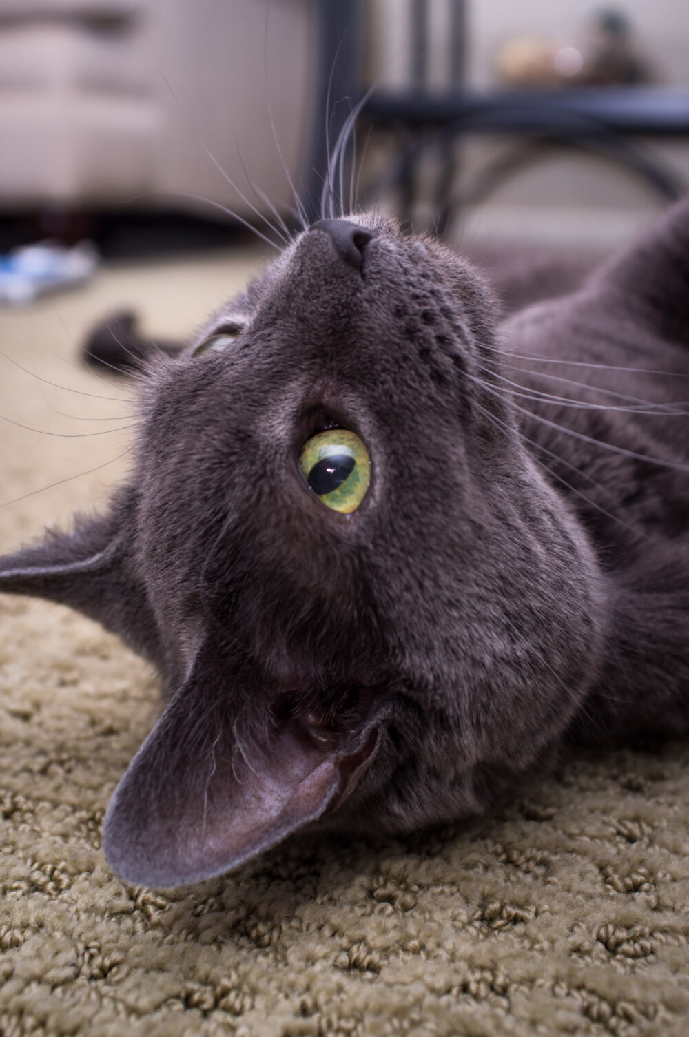 Why Does My Cat Sit On My Feet? 6 Possible Reasons