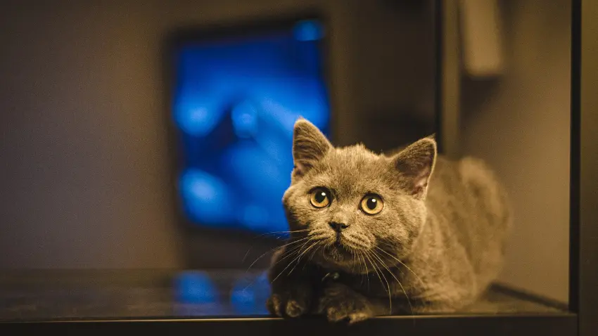 How to stop your cat from climbing on your flat screen TV