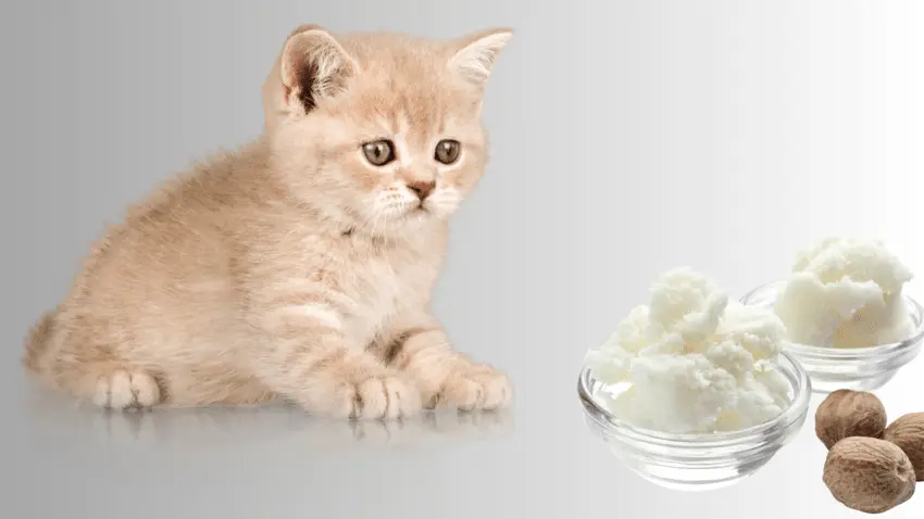is shea butter safe for cats to eat
